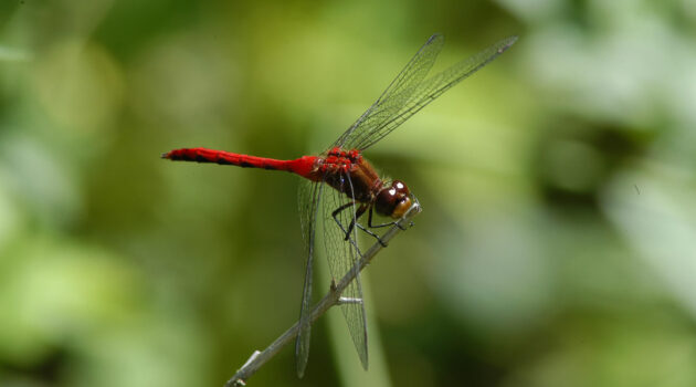 A Red Meadowhawk Dragonfly. Akron, Ohio. USA. Photo by Dick Pratt