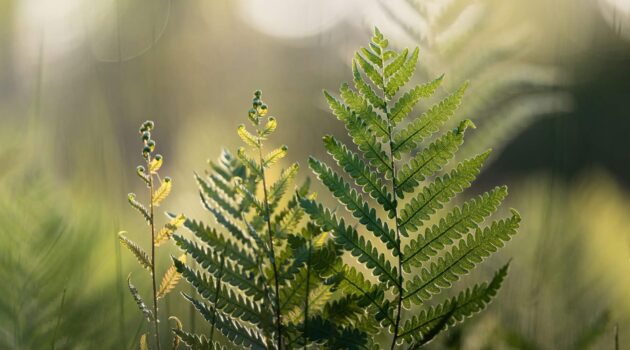 Close-up of delicate fern leaves illuminated by warm natural light in a peaceful forest setting. Photo by Dmytro Koplyk