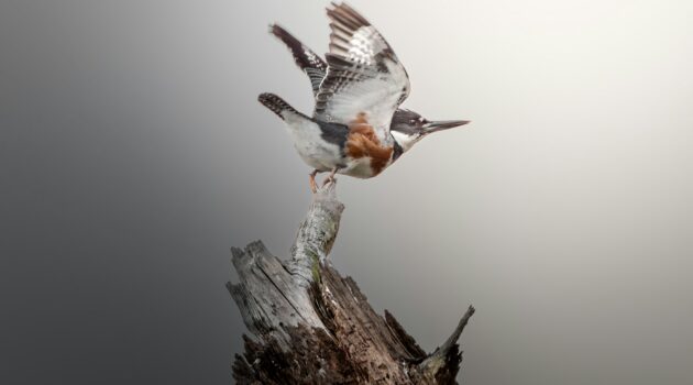A Belted Kingfisher launching from a weathered tree stump. Photo by Dmytro Koplyk