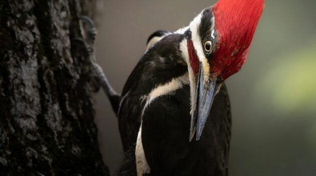A male pileated woodpecker pauses mid-motion, head tilted as if listening for movement beneath the bark. Photo by Dmytro Koplyk