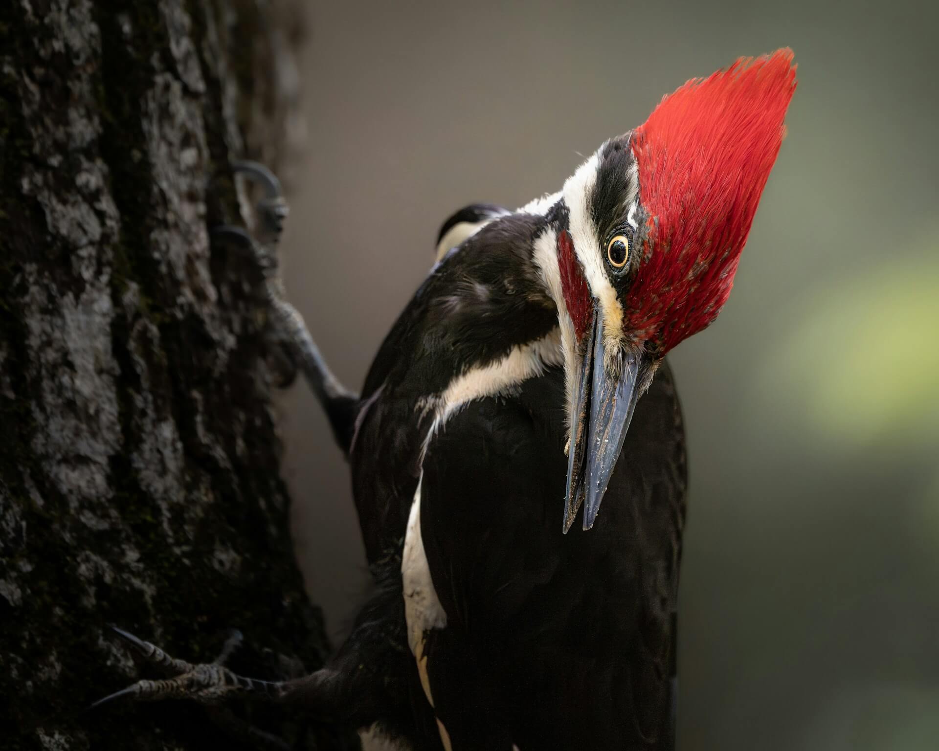 A male pileated woodpecker pauses mid-motion, head tilted as if listening for movement beneath the bark. Photo by Dmytro Koplyk