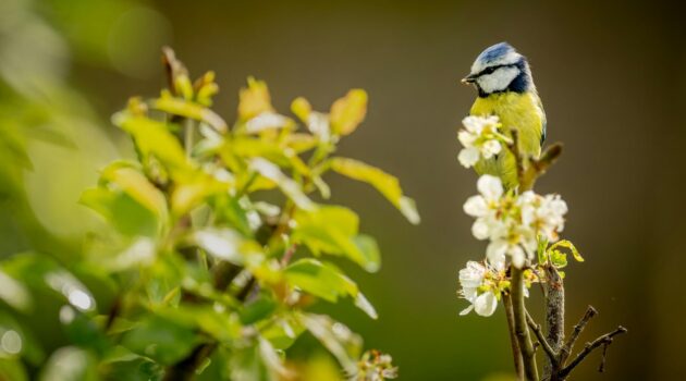 Blue tit. Photo by Doncoombez