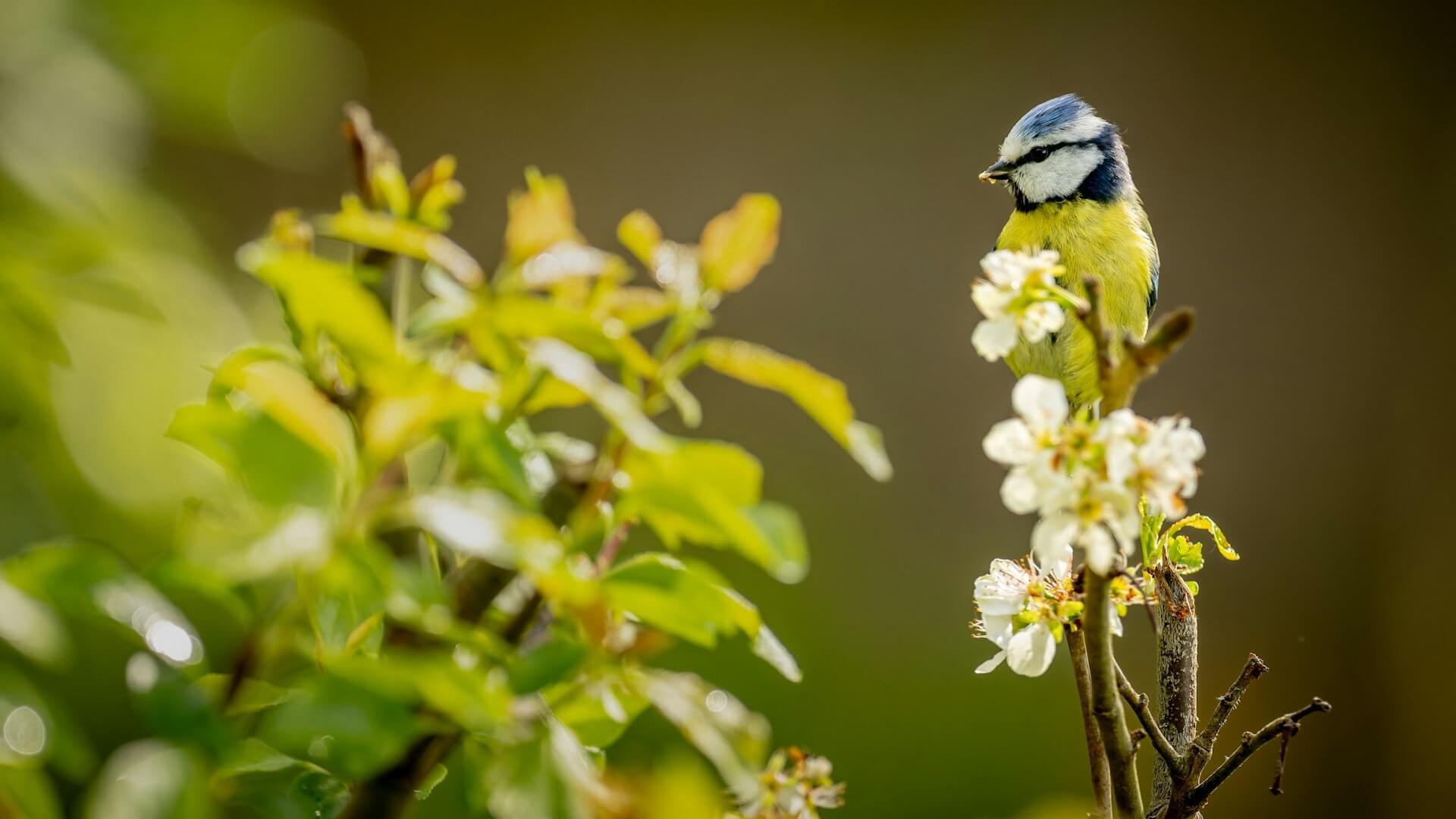 Blue tit. Photo by Doncoombez
