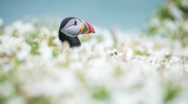 Puffin poking head above white flowers. Photo by Doncoombez