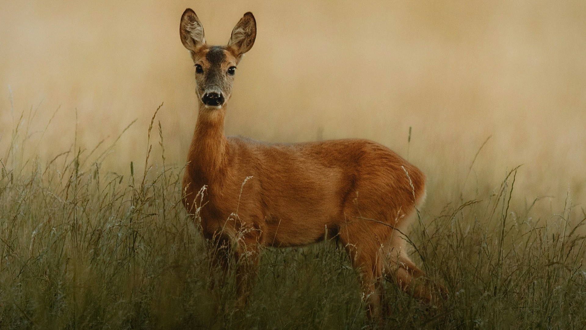 Photo by Filip Kvasnak