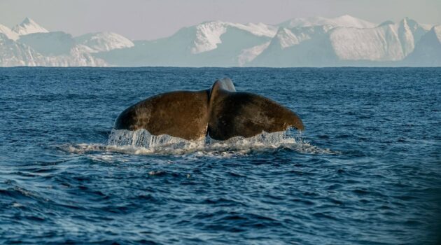 Whale Tail at the Edge of Ice. A moment of raw nature, silent and majestic. Photo by Marc Julien