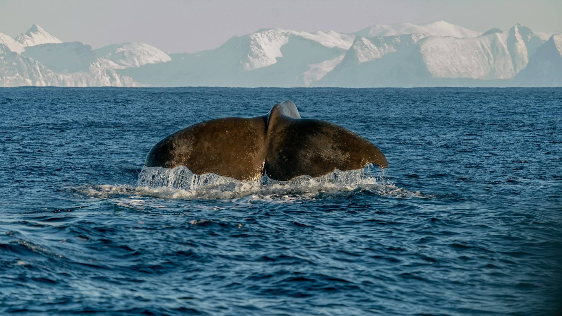 Whale Tail at the Edge of Ice. A moment of raw nature, silent and majestic. Photo by Marc Julien
