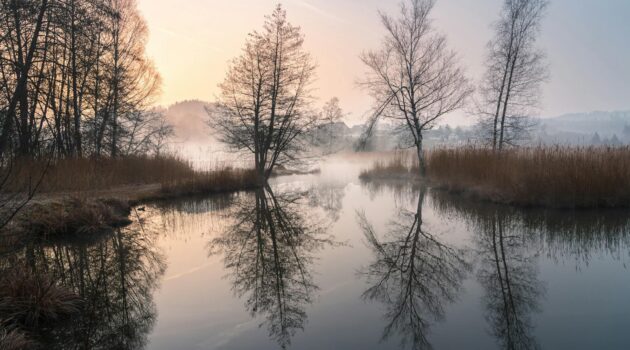 A quiet wetland landscape in Switzerland at sunrise shows a small, calm body of water surrounded by tall reeds and leafless trees. Photo by Pascal Debrunner