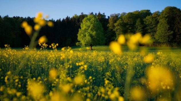 A lone tree in a field illuminated on the left side by the rising sun with a field of rapeseed in the foreground. Photo by Pascal Debrunner