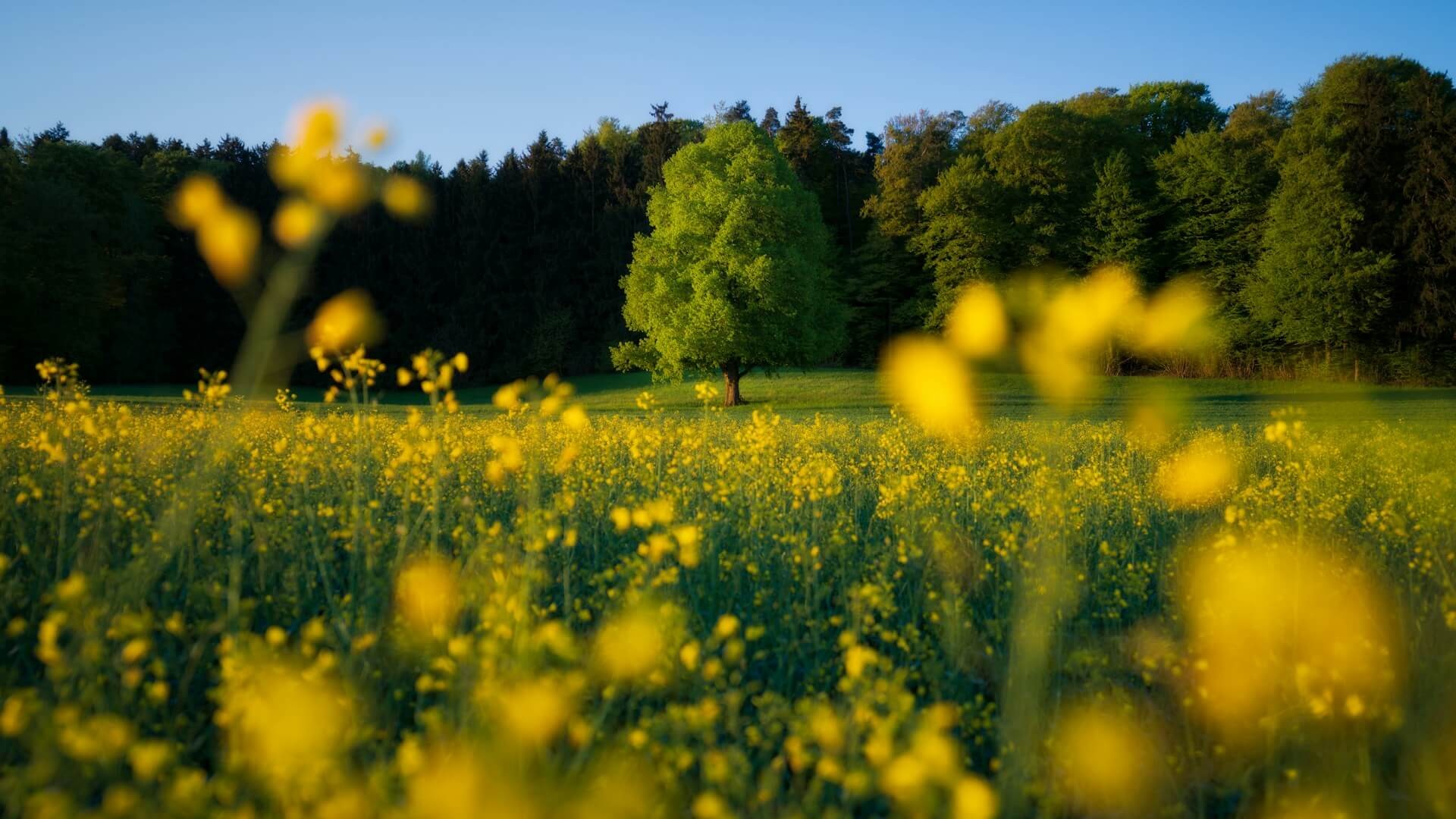 A lone tree in a field illuminated on the left side by the rising sun with a field of rapeseed in the foreground. Photo by Pascal Debrunner