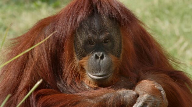 Bonnie. "Person of the Forest". Orangutan. Photo by Smithsonian