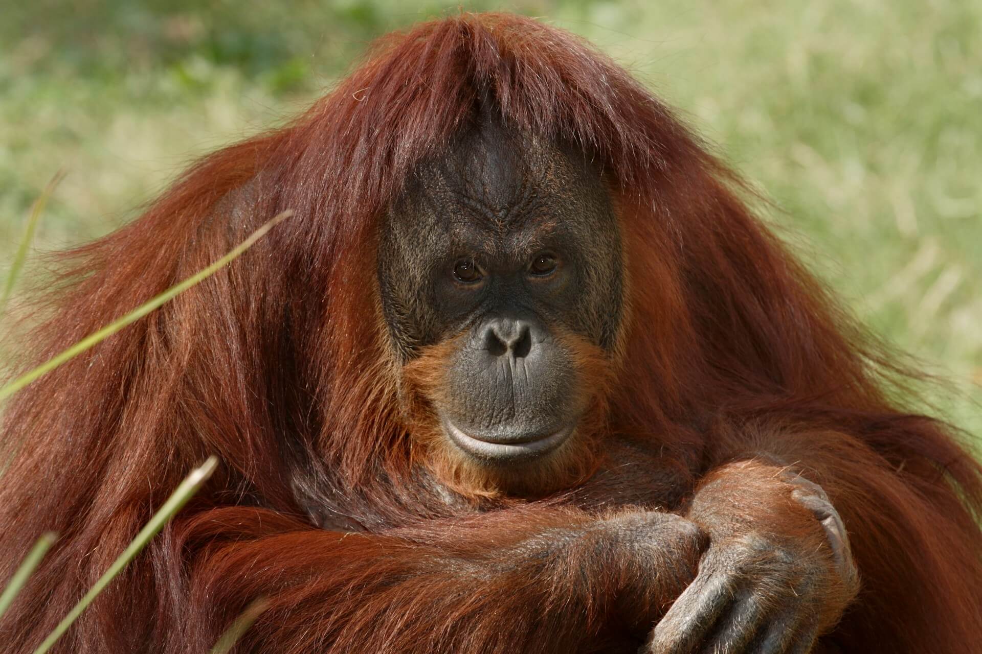 Bonnie. "Person of the Forest". Orangutan. Photo by Smithsonian