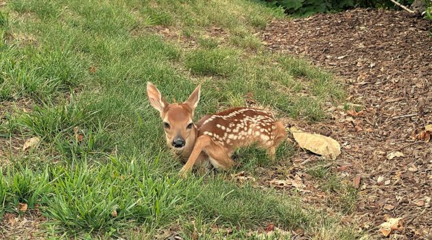 A fawn trying to go unoticed while a dog walks by. Boone, NC. Photo by BGD.