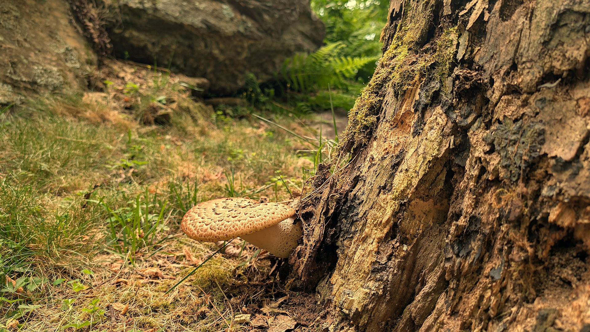 Dryad's Saddle or Pheasant's Back (Cerioporus squamosus) Mushroom. Boone, NC. Photo by BGD