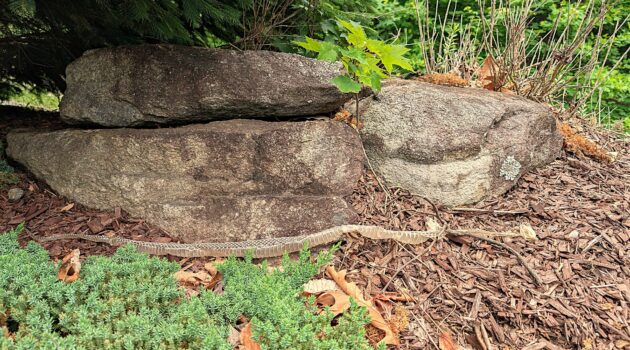 Garter snakeskin along landscaping boulders. Boone, NC. Photo by BGD.