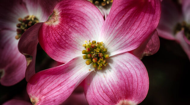 A pink Dogwood blossom. Akron, Ohio. USA. Photo by Dick Pratt