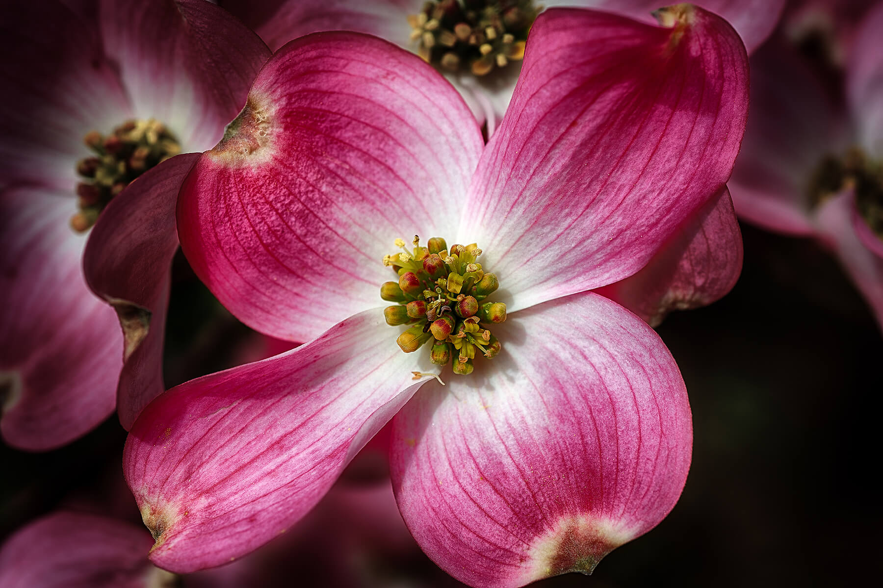 A pink Dogwood blossom. Akron, Ohio. USA. Photo by Dick Pratt