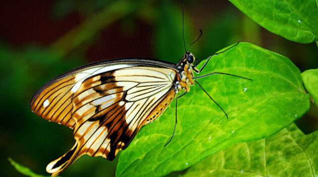 A small brown butterfly. Mogadore, Ohio, USA. Photo by Dick Pratt