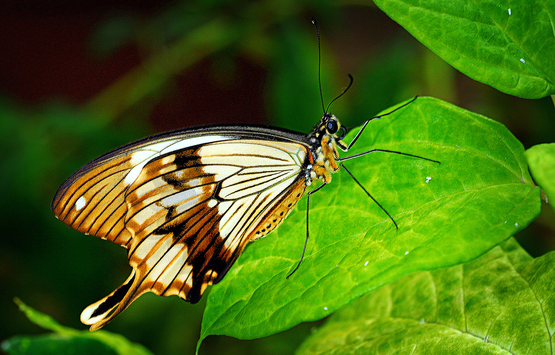 A small brown butterfly. Mogadore, Ohio, USA. Photo by Dick Pratt