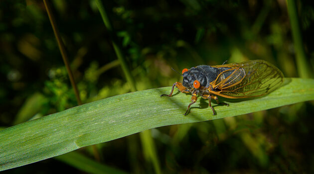 A cicada insect. Akron, Ohio, USA. Photo by Dick Pratt