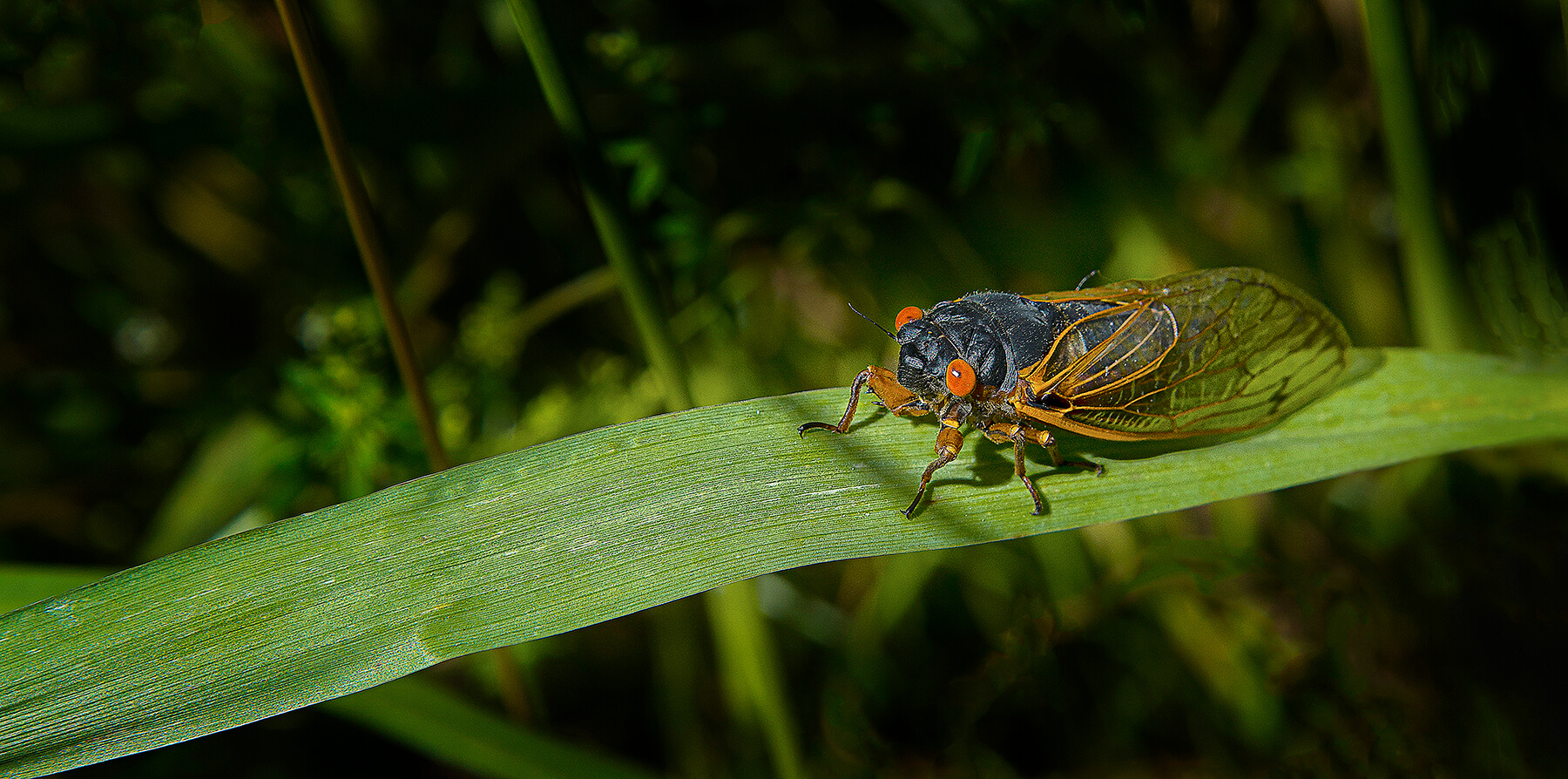 A cicada insect. Akron, Ohio, USA. Photo by Dick Pratt