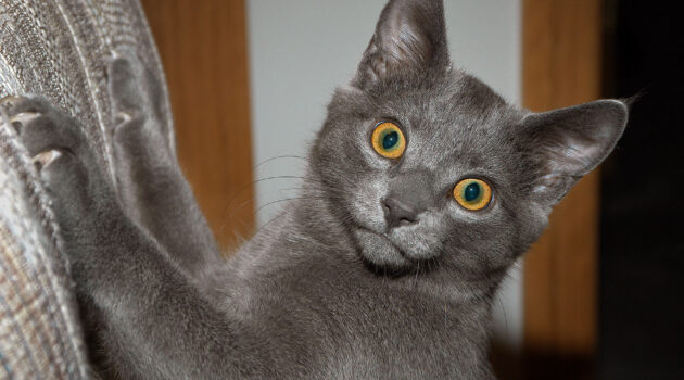 Caught scratching the furniture! Akron, Ohio. USA. Photo by Dick Pratt