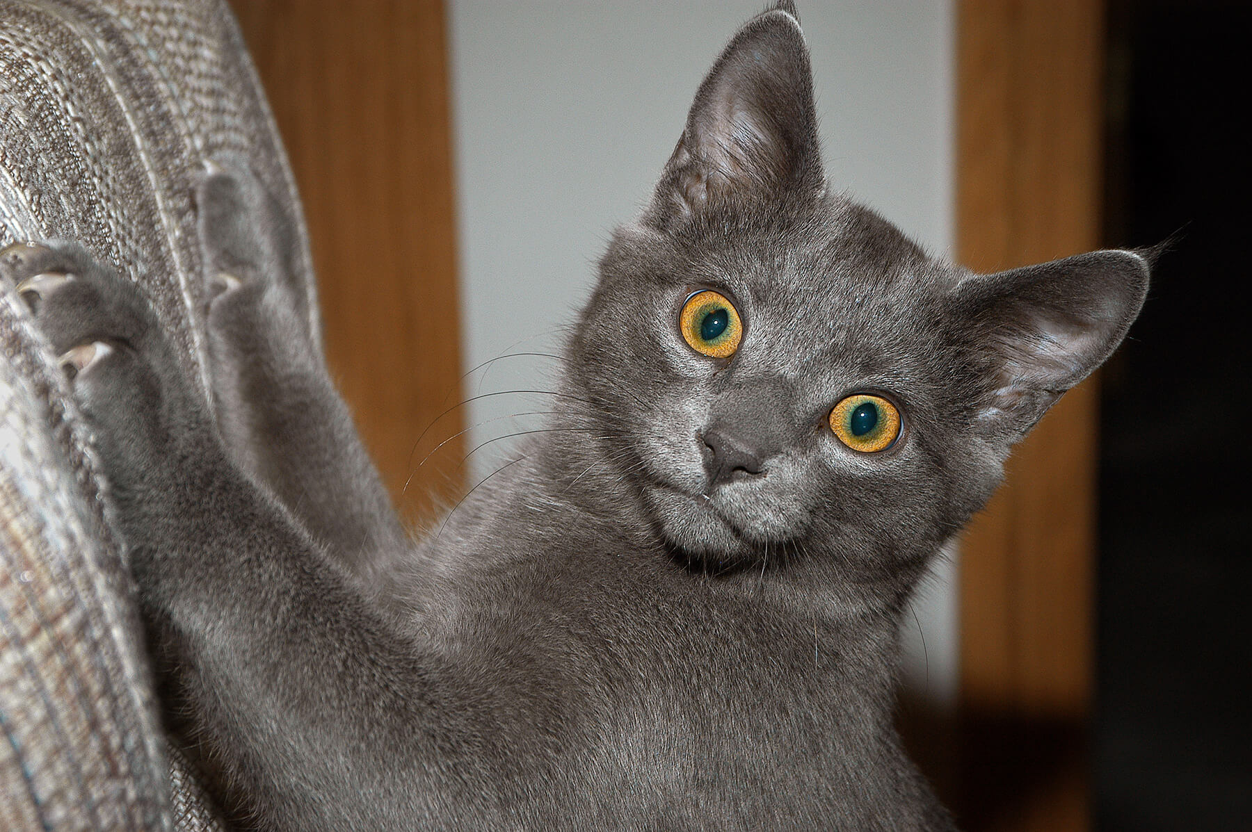 Caught scratching the furniture! Akron, Ohio. USA. Photo by Dick Pratt