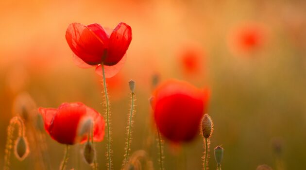 Red poppy flowers in Novi Sad, Serbia. Photo by Dejan Zakic