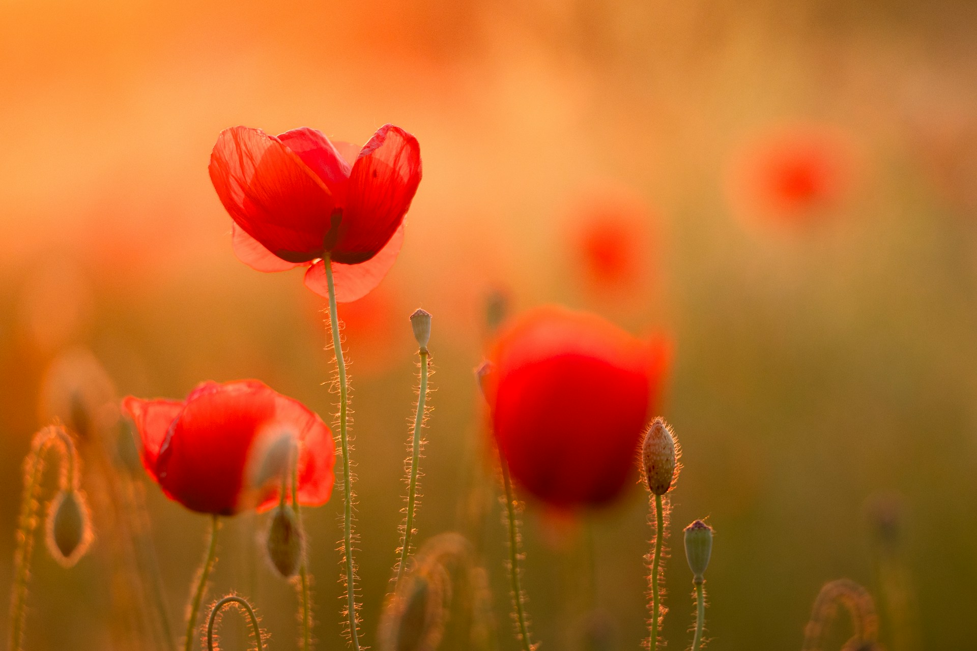 Red poppy flowers in Novi Sad, Serbia. Photo by Dejan Zakic