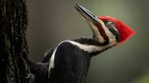 A male pileated woodpecker. Photo by Dmytro Koplyk.