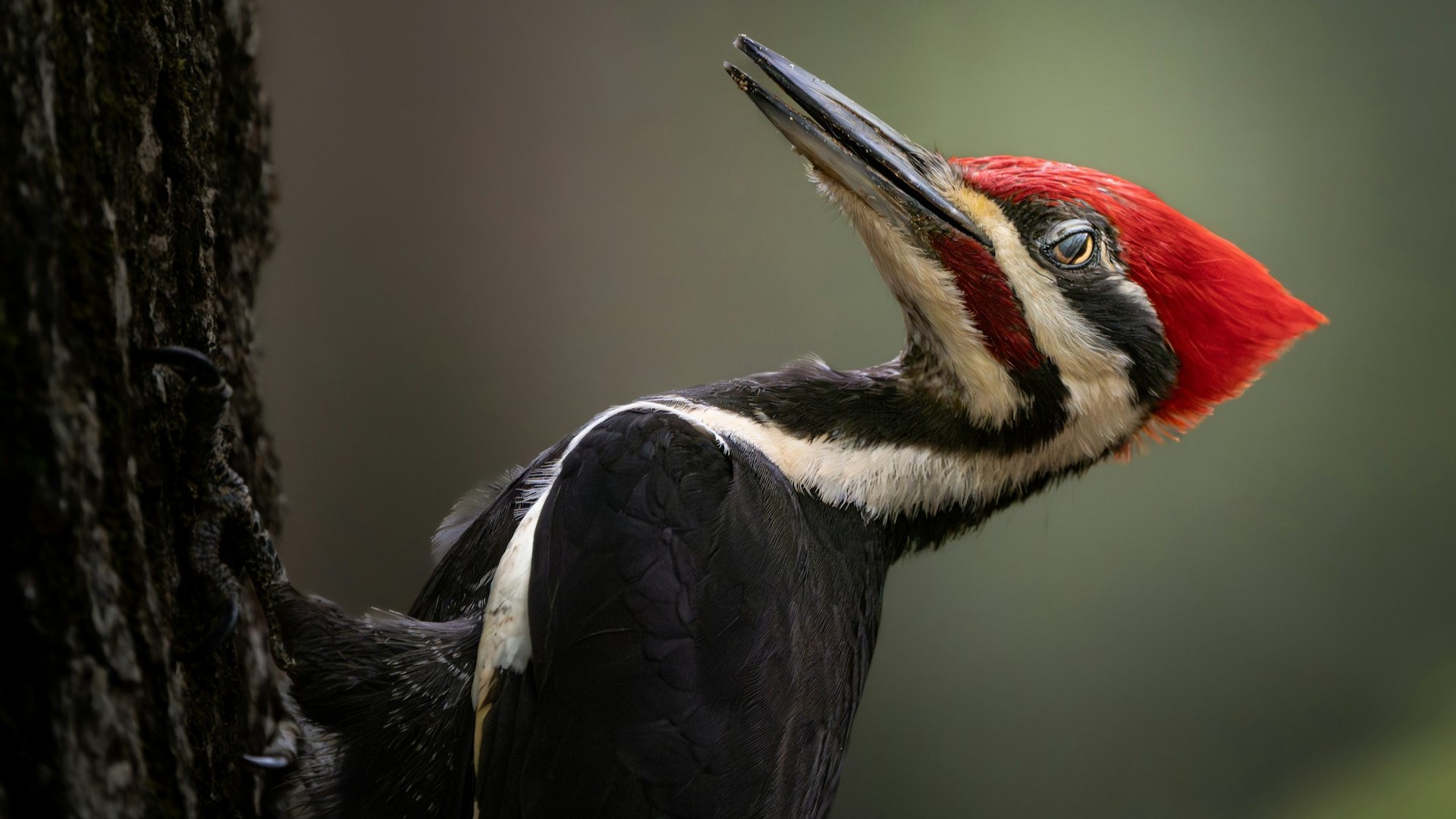 A male pileated woodpecker. Photo by Dmytro Koplyk.
