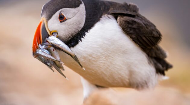 Puffin with sand eels. Skomer, Island in Wales. Photo by Doncoombez