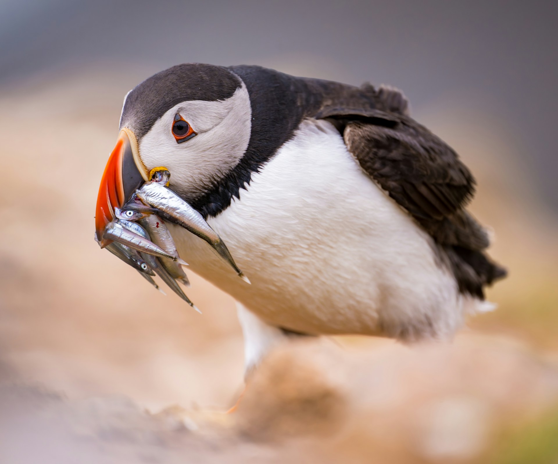 Puffin with sand eels. Skomer, Island in Wales. Photo by Doncoombez