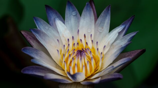 A white and purple tropical water lily with a vibrant yellow center, commonly identified as the "Purple Joy" variety. Photo by Y S