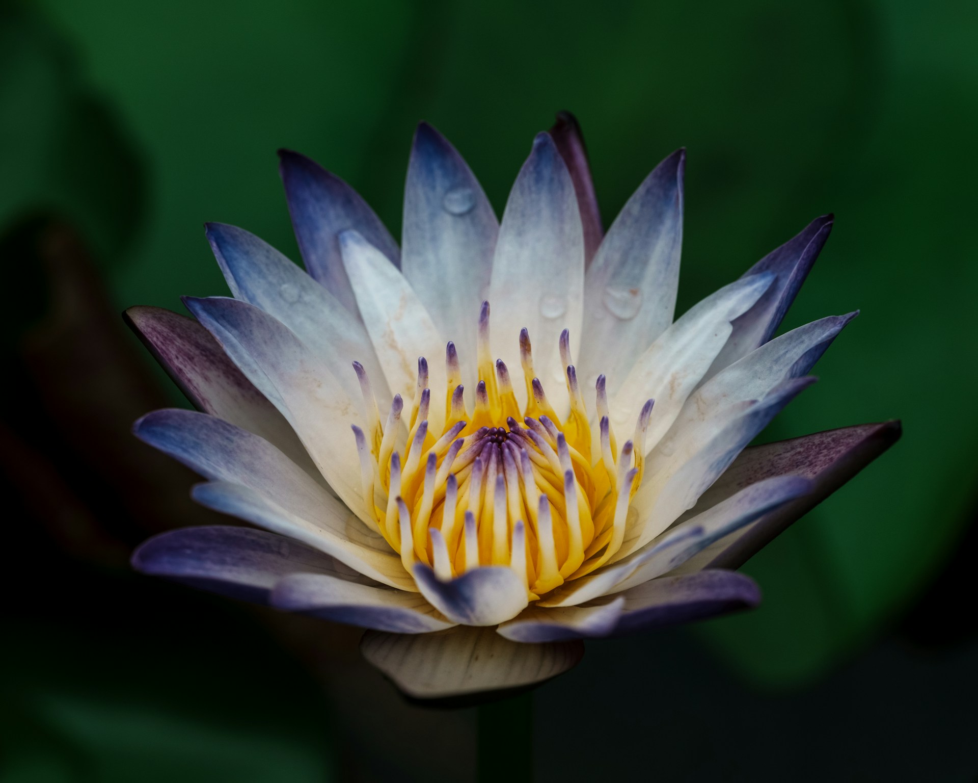 A white and purple tropical water lily with a vibrant yellow center, commonly identified as the "Purple Joy" variety. Photo by Y S