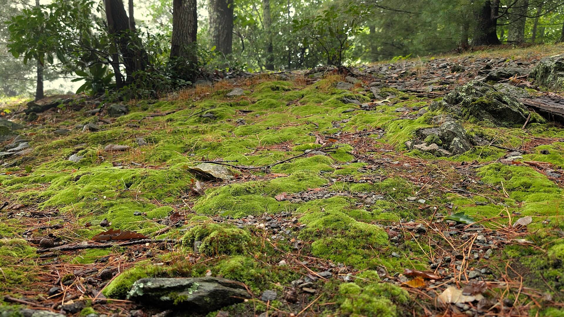 A carpet of moss, often referred to as mood moss growing on a damp, rocky forest floor. Boone, NC, USA. Photo by BGD