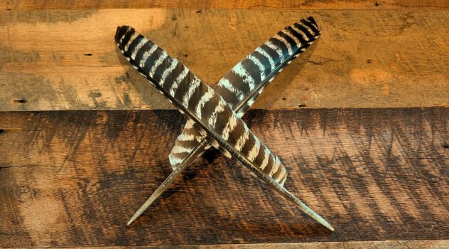 Barred turkey pointers -natural primary wing feathers from wild turkeys. Boone, NC. Photo by BGD