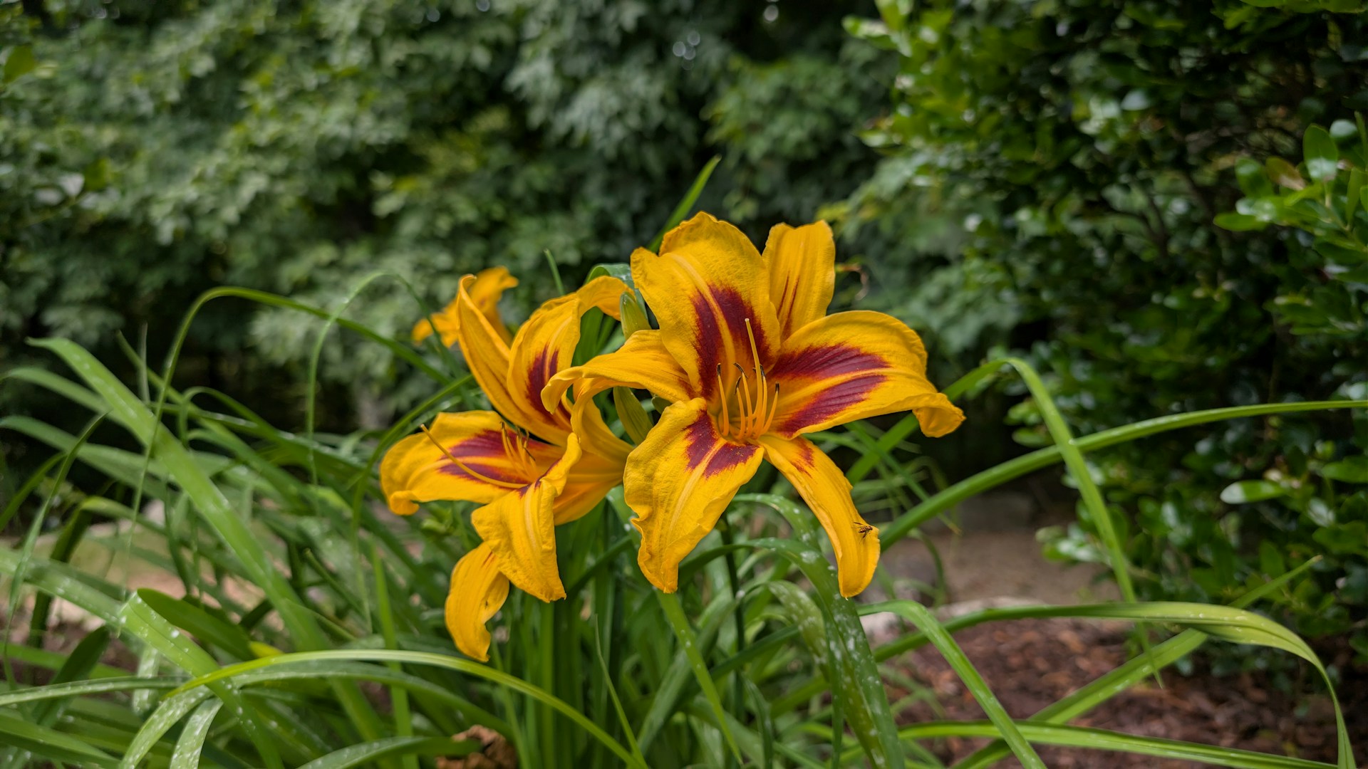 Calico Spider Daylily. Boone, NC. Photo by BGD