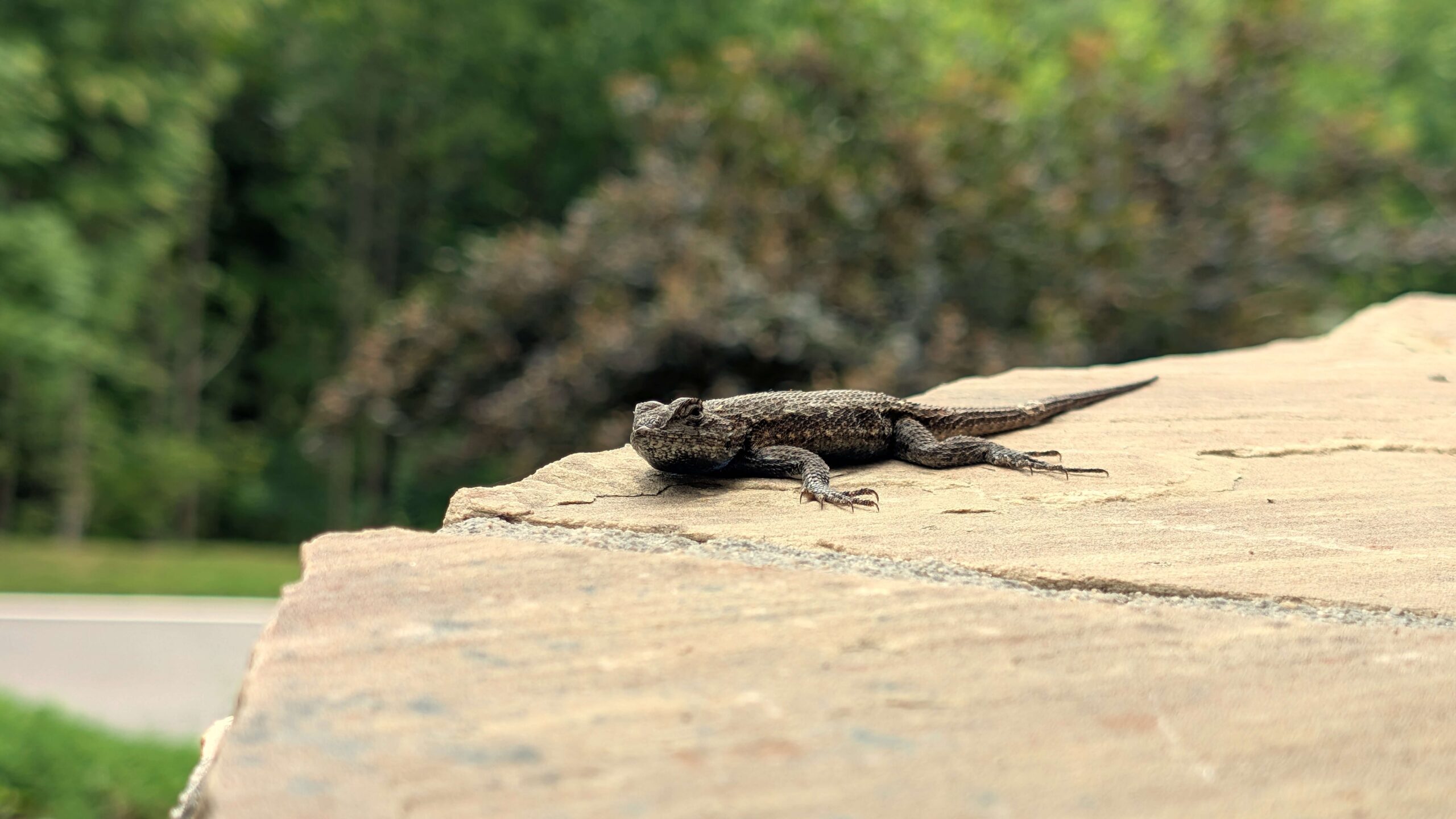 Eastern Fence Lizard. Boone, NC. Photo by BGD