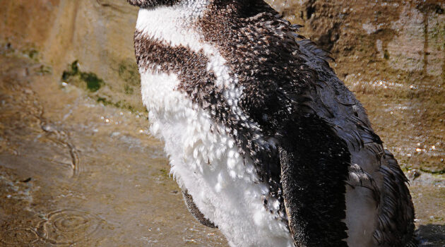Say hello to my "little friend" at the zoo. Akron, Ohio, USA. Photo by Dick Pratt
