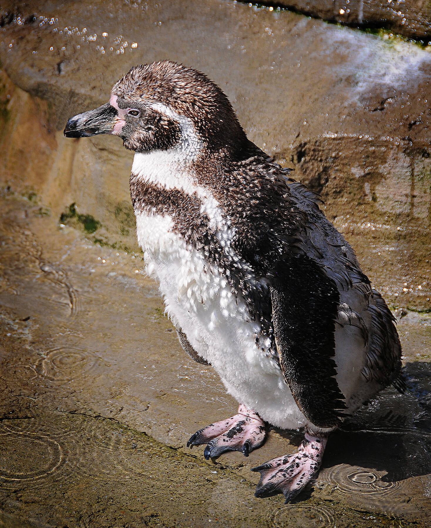 Say hello to my "little friend" at the zoo. Akron, Ohio, USA. Photo by Dick Pratt