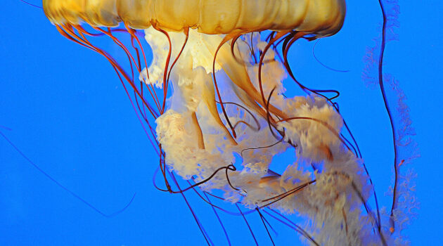 A jellyfish at the Akron Zoo. Akron, Ohio. USA. Photo by Dick Pratt