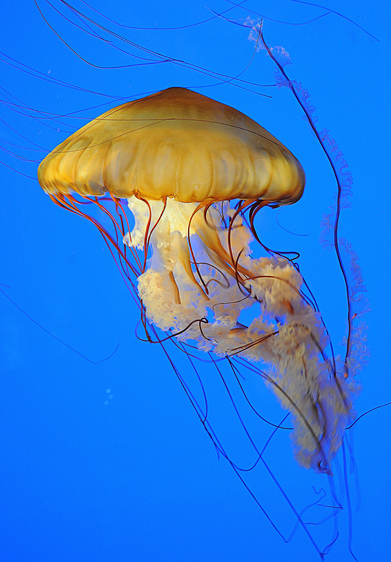 A jellyfish at the Akron Zoo. Akron, Ohio. USA. Photo by Dick Pratt