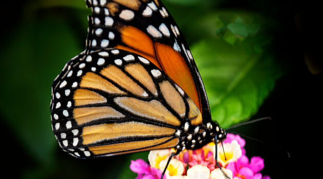 The Monarch butterfly. Akron, Ohio, USA. Photo by Dick Pratt