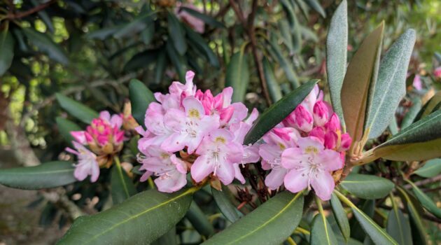 Mountain Rhododendron. Boone, NC. Photo by BGD