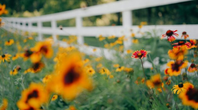 A winding white fence leads through a meadow of vibrant blanket flowers and black-eyed Susans. Photo by Aaron Burden