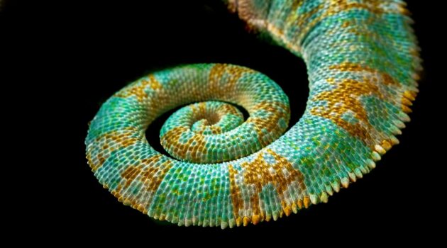 Veiled Chameleon tail at Hartleys Crocodile Adventures in Australia. Photo by David Clode