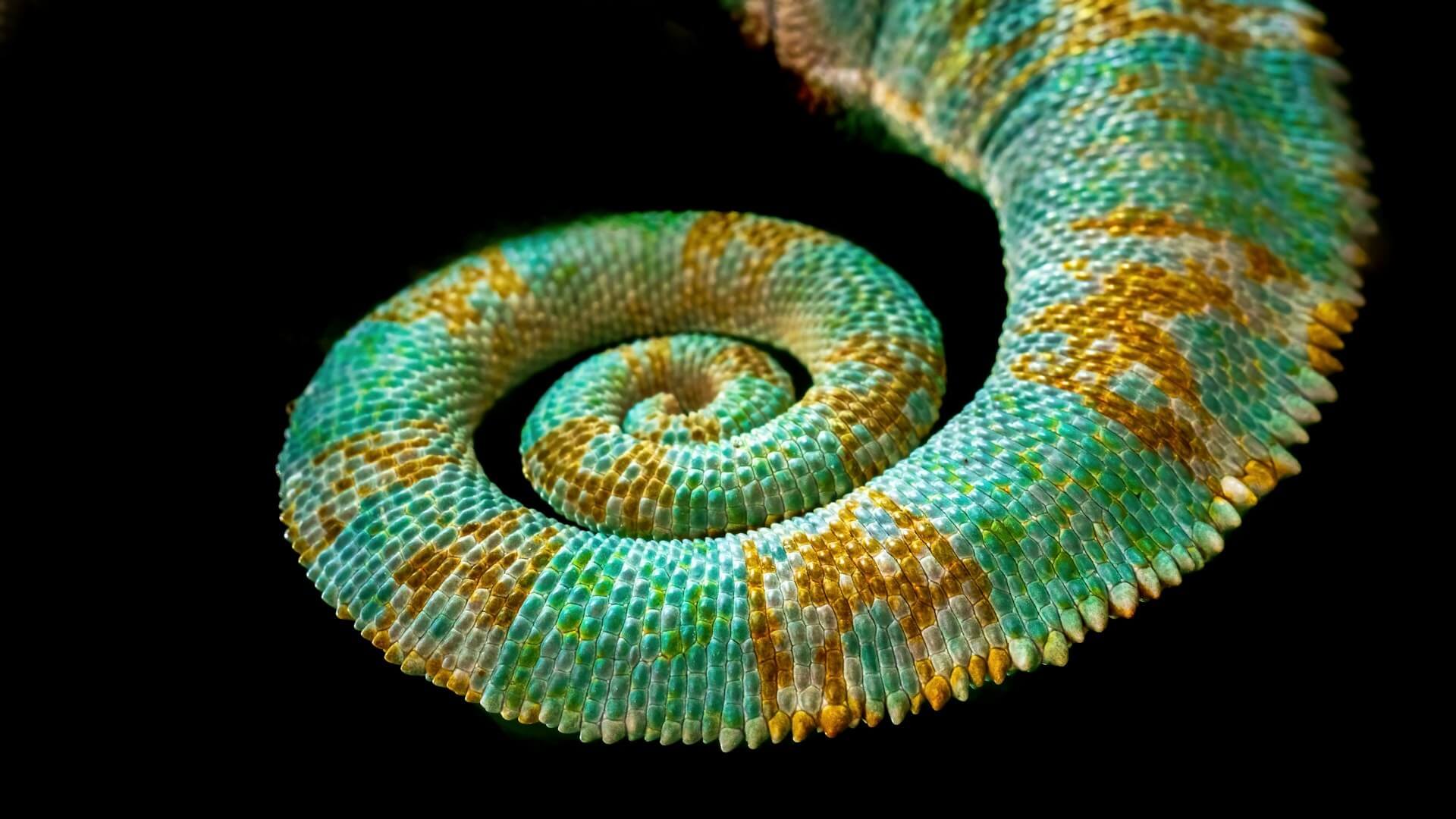 Veiled Chameleon tail at Hartleys Crocodile Adventures in Australia. Photo by David Clode