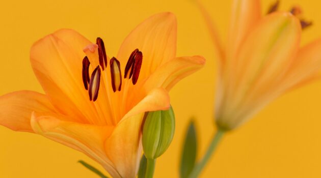 Orange Lilies, set against a yellow orange background. Photo by Natalie Kinnear