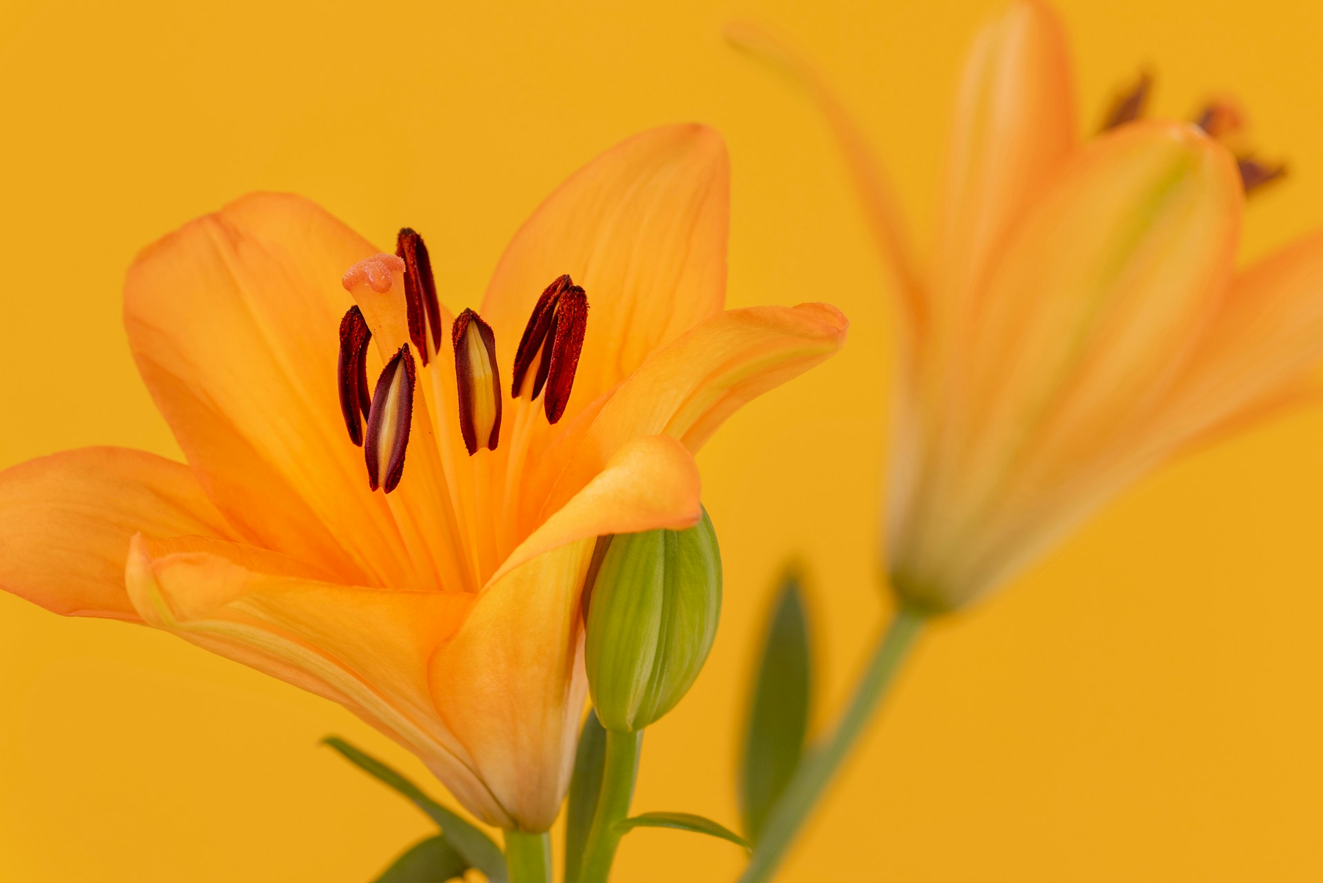 Orange Lilies, set against a yellow orange background. Photo by Natalie Kinnear